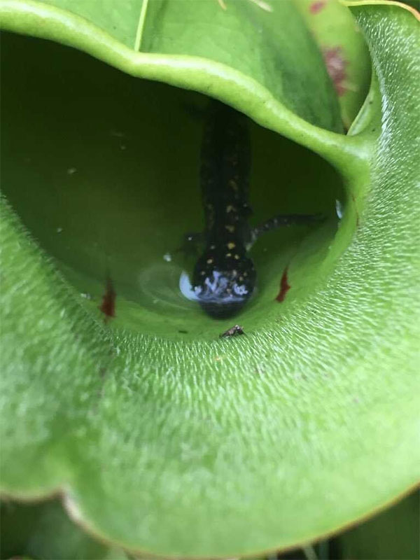 Picture 1 of Discover scary carnivorous plants in Canada