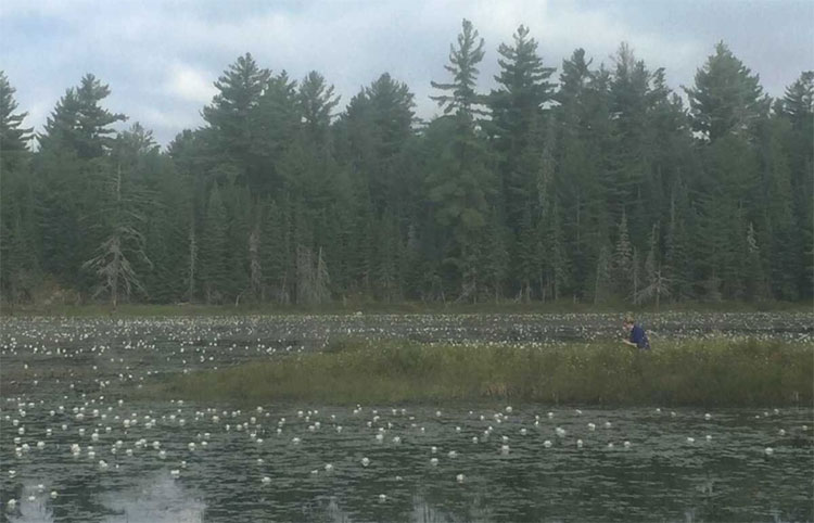 Picture 2 of Discover scary carnivorous plants in Canada