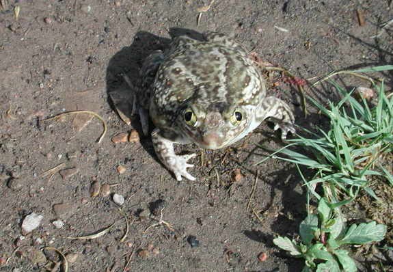 Picture 3 of Discover shocking animal hearts