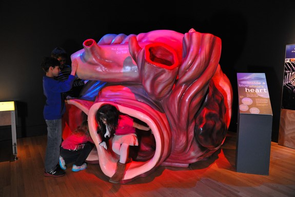 Picture 5 of Discover shocking animal hearts