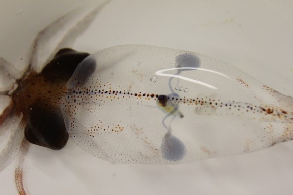 Picture 6 of Discover shocking animal hearts