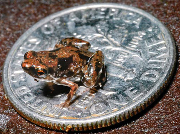 Picture 2 of Discover strange 2012: World's smallest frog