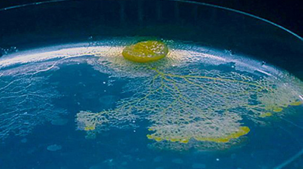 Picture 3 of Discover strange 2012: World's smallest frog