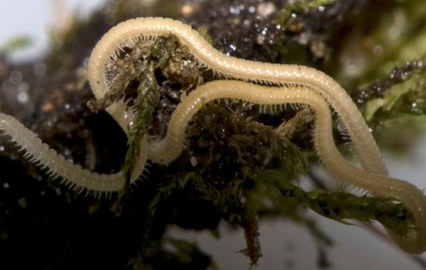 Picture 6 of Discover strange 2012: World's smallest frog