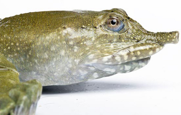 Picture 7 of Discover strange 2012: World's smallest frog