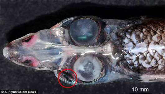 Picture 1 of Discover strange 4-eye fish with 360-degree vision