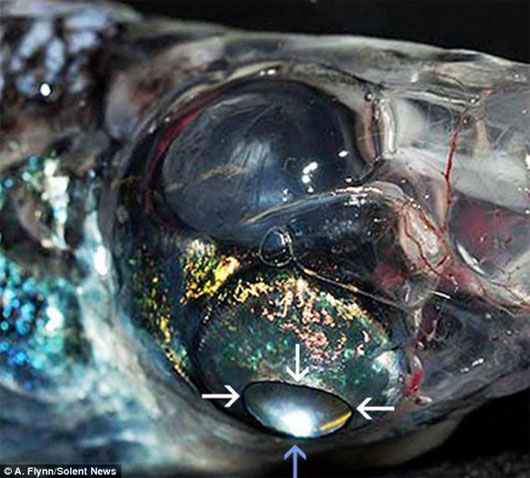 Picture 2 of Discover strange 4-eye fish with 360-degree vision