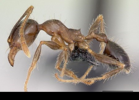 Picture 10 of Discover strange ants in the world