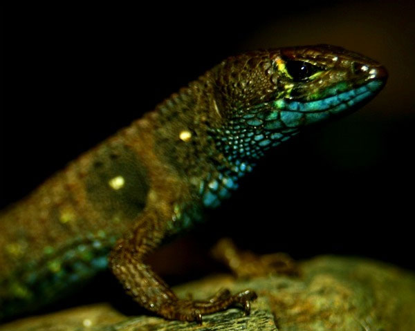 Picture 1 of Discover strange colorful lizards in Peru