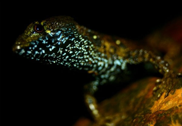 Picture 2 of Discover strange colorful lizards in Peru