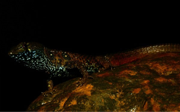 Picture 3 of Discover strange colorful lizards in Peru