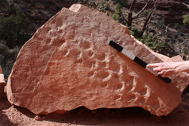 Picture 1 of Discover strange creatures footprints 310 million years ago