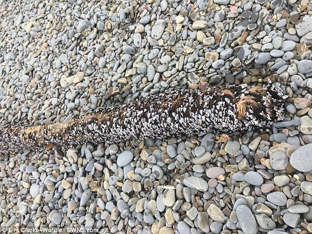 Picture 1 of Discover strange sea creatures on the English coast