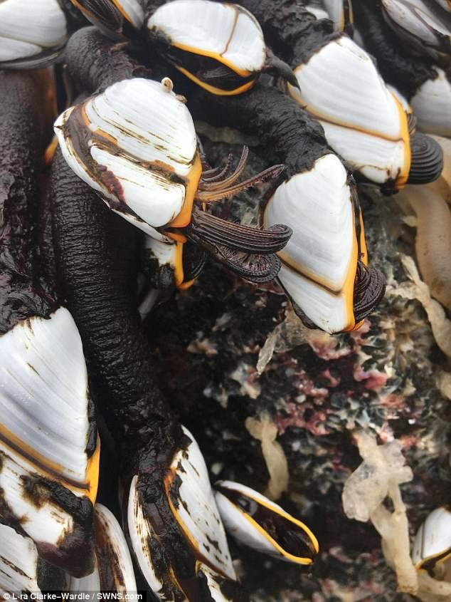 Picture 2 of Discover strange sea creatures on the English coast