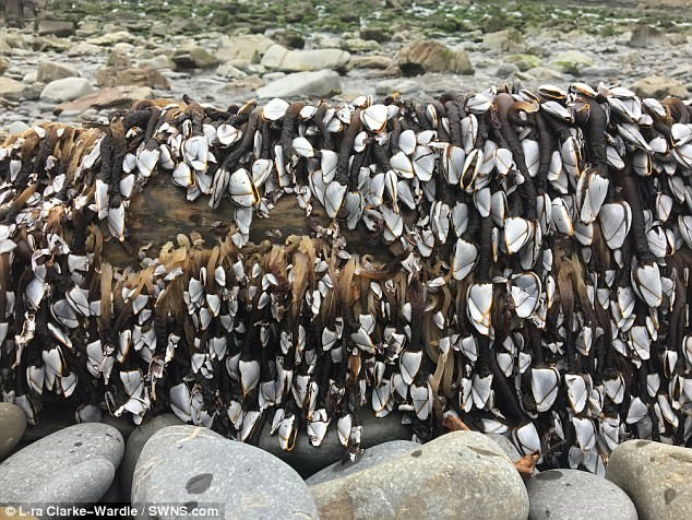 Picture 5 of Discover strange sea creatures on the English coast