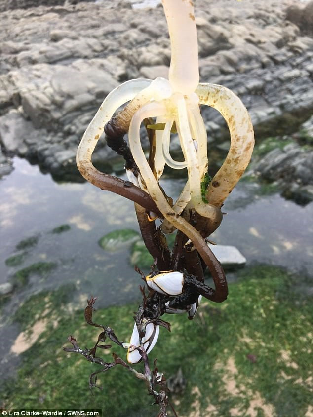 Picture 7 of Discover strange sea creatures on the English coast