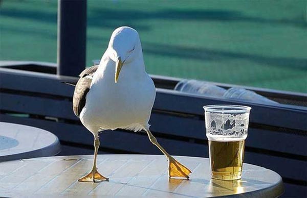 Picture 12 of Discover the 16 most quirky drinks in the world