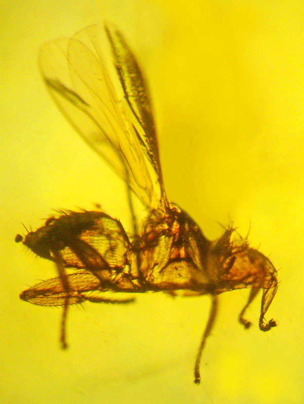 Picture 1 of Discover the ancient fossil fly 'vampire'