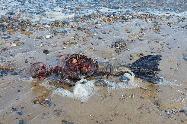 Picture 1 of Discover the bloody body of 'mermaid' on British beach