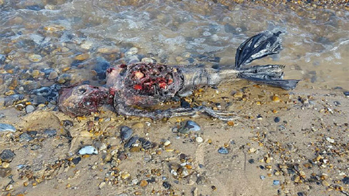Picture 2 of Discover the bloody body of 'mermaid' on British beach
