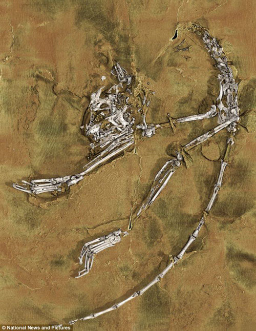 Discover the earliest ancestors of humankind images 1