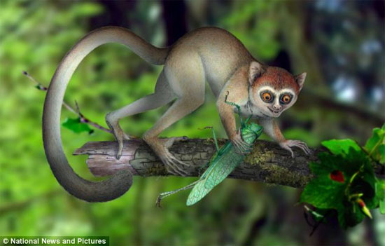 Discover the earliest ancestors of humankind images 2