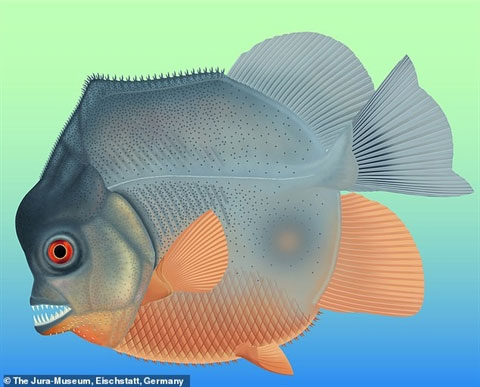 Picture 2 of Discover the earliest carnivorous fish, live with dinosaurs