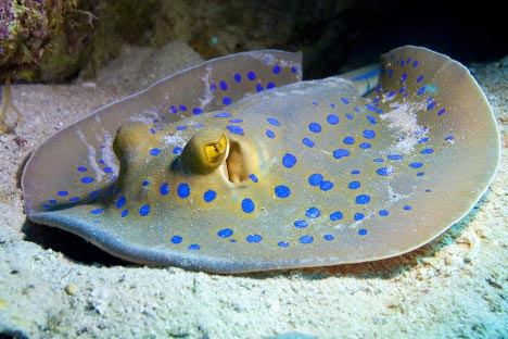 Picture 10 of Discover the enchanting beauty of the Red Sea