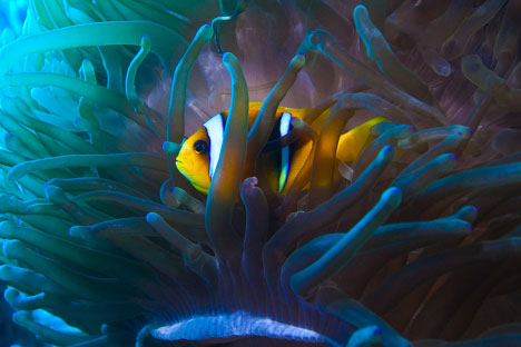 Picture 7 of Discover the enchanting beauty of the Red Sea