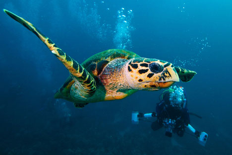 Picture 8 of Discover the enchanting beauty of the Red Sea