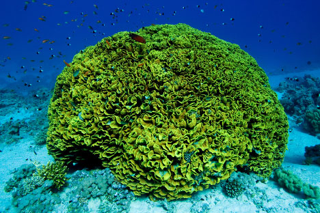 Picture 9 of Discover the enchanting beauty of the Red Sea