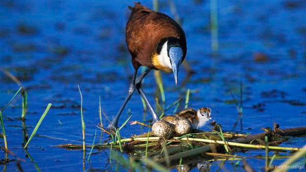 Picture 1 of Discover the esper powers of birds eggs