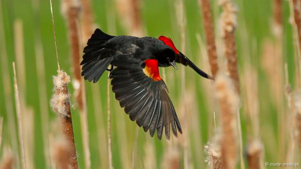 Picture 10 of Discover the esper powers of birds eggs