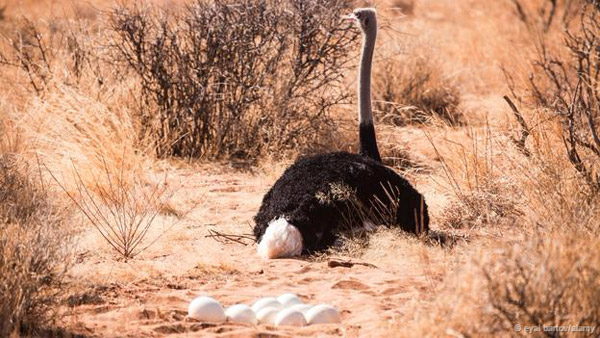Picture 11 of Discover the esper powers of birds eggs