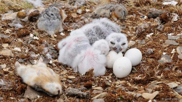 Picture 12 of Discover the esper powers of birds eggs