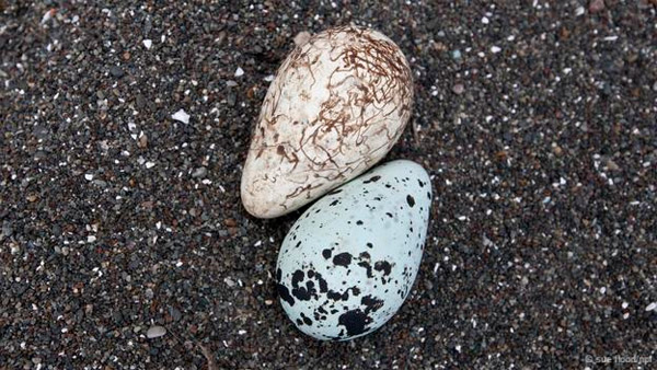 Picture 3 of Discover the esper powers of birds eggs