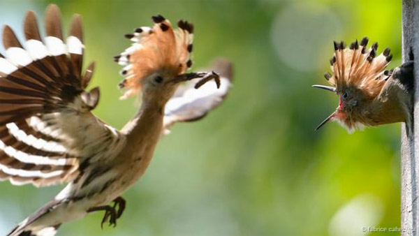 Picture 5 of Discover the esper powers of birds eggs
