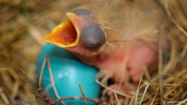 Picture 6 of Discover the esper powers of birds eggs