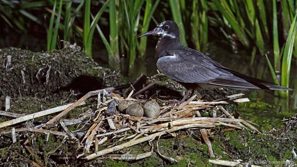Picture 7 of Discover the esper powers of birds eggs