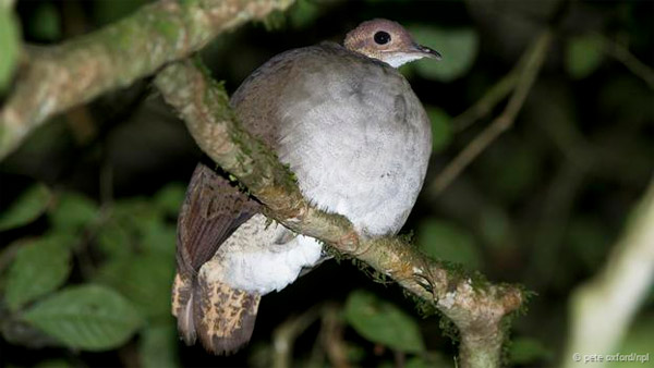 Picture 9 of Discover the esper powers of birds eggs