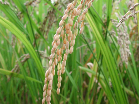 Picture 1 of Discover the fungus that helps rice grow fast