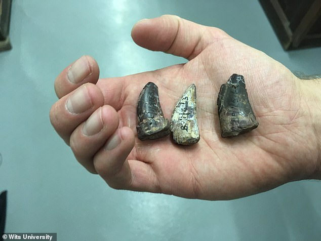 Picture 2 of Discover the giant 10-meter-long crocodile vestiges specialized in hunting dinosaurs