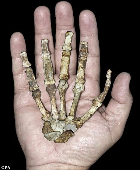 Picture 1 of Discover the human ancestors skull 2 ​​million years ago