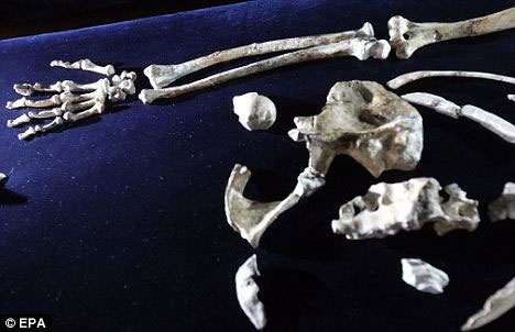 Picture 3 of Discover the human ancestors skull 2 ​​million years ago