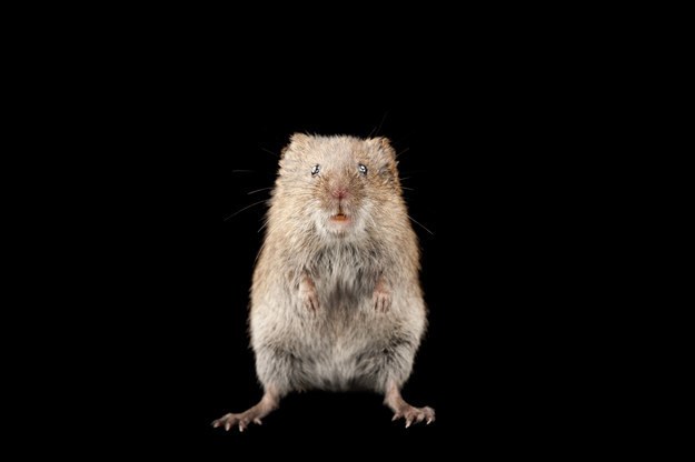 Picture 10 of Discover the incredible possibilities of animals