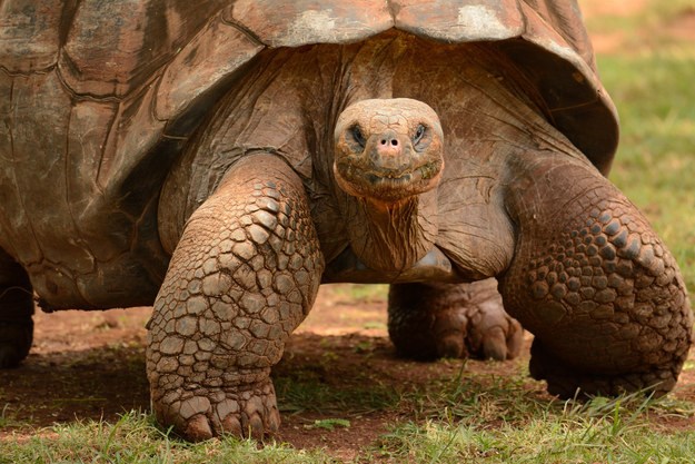 Picture 2 of Discover the incredible possibilities of animals