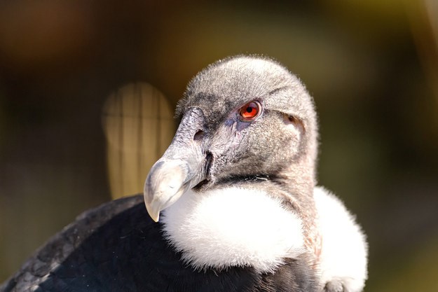 Picture 8 of Discover the incredible possibilities of animals