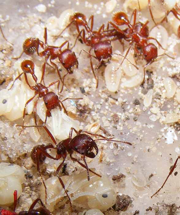 Discover the key to the social status of ants images 2