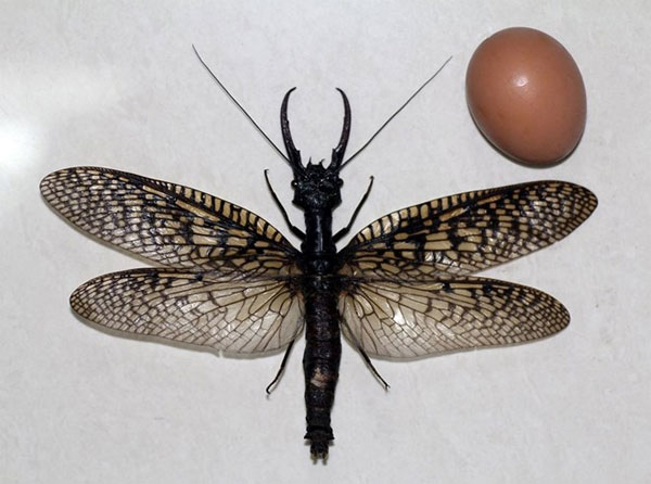 discover-the-largest-most-crude-dragonfly-in-the-world