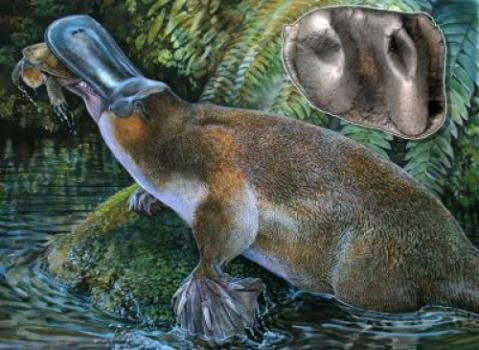 Picture 1 of Discover the largest platypus fossil in Australia